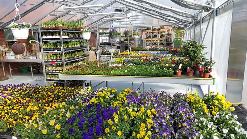 Gärtnerei Hommel Auswahl an Pflanzen